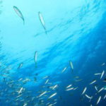 sardine finite disastro ambientale