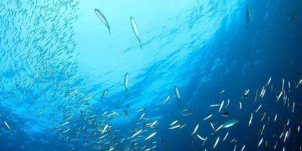 sardine finite disastro ambientale