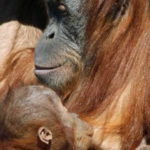 allattamento orango