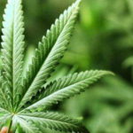 cannabis-terapeutica-lazio