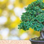 cover bonsai
