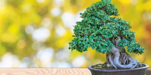 cover bonsai