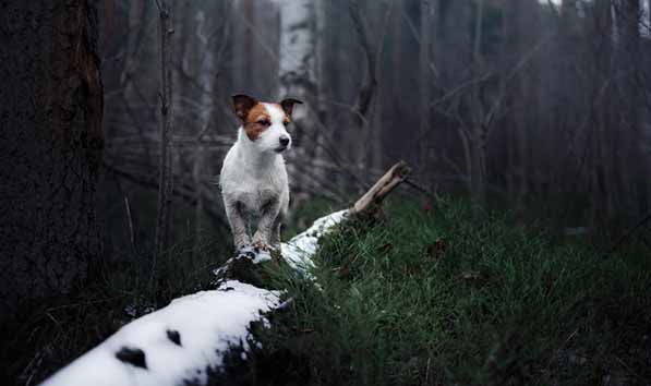 jack russell