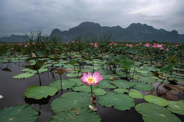 lago fiori di loto
