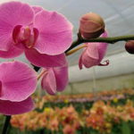 orchidee estinzione