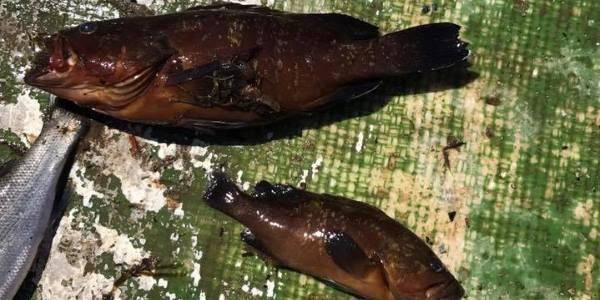 pesci morti sabaudia