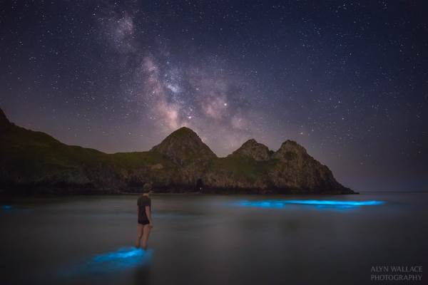 bioluminescenza galles