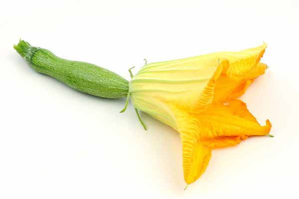 fiore zucchina