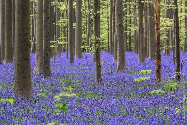 foresta blu belgio