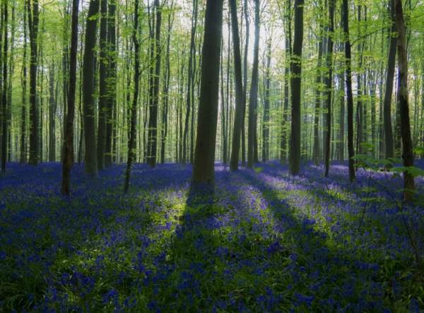 foresta blu belgio4