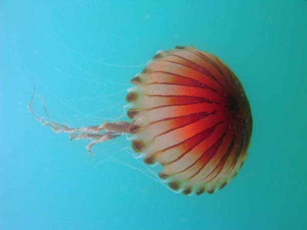 medusa chrysaora hysoscella