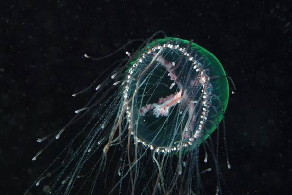 medusa olindias phosphorica