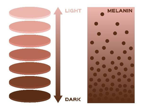 melanina gradi