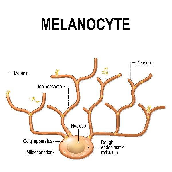 melanociti