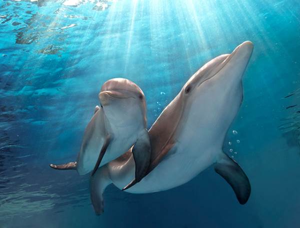 oceano delfini