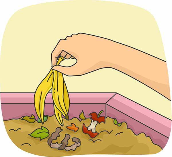 banane compost