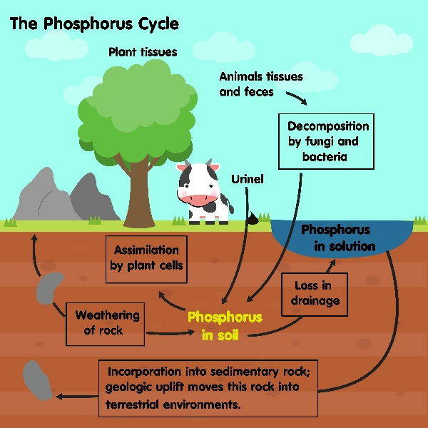 ciclo fosforo