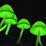 funghi_biolumiscenti