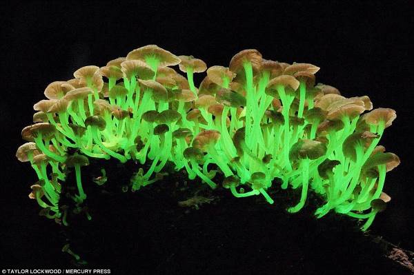 funghi biolumiscenti1