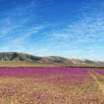 fioritura nel deserto di Atacama