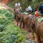 elefanti turismo