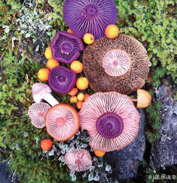 funghi colorati5 copia