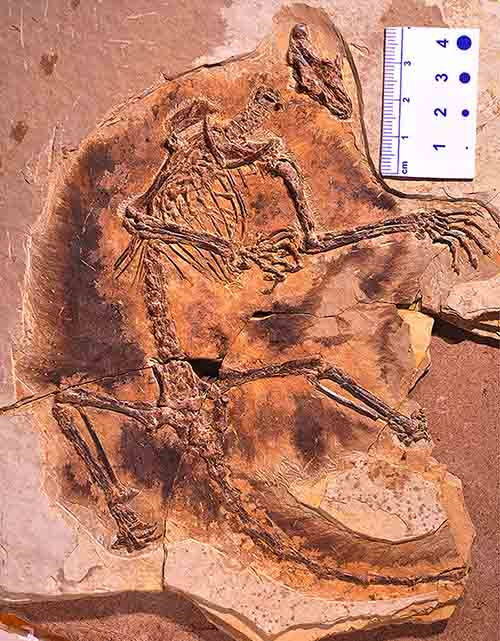 mammifero fossile