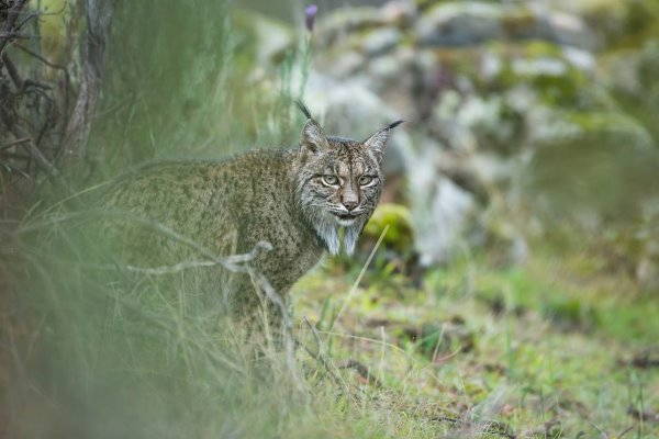 11. lince