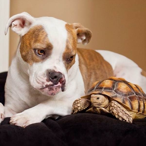 amicizia cane tartaruga4