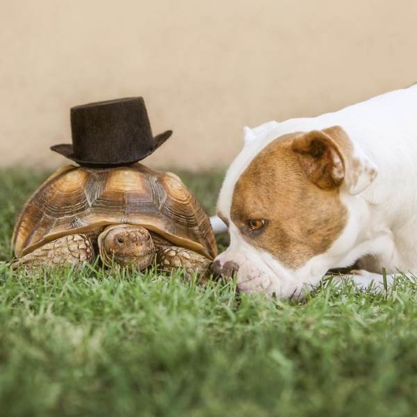 amicizia cane tartaruga5