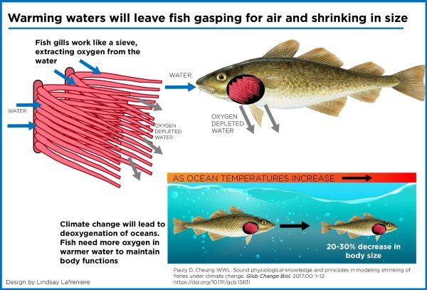 infografica pesci