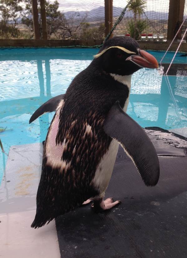 pinguino libertà1