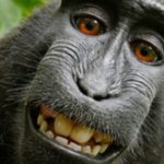 macaco selfie