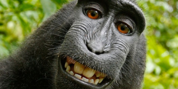 macaco selfie