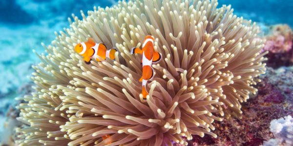 anemone e pesce pagliaccio