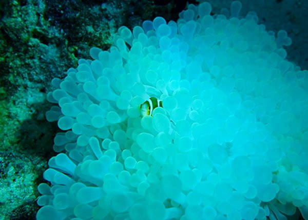 anemoni pesce pagliaccio2