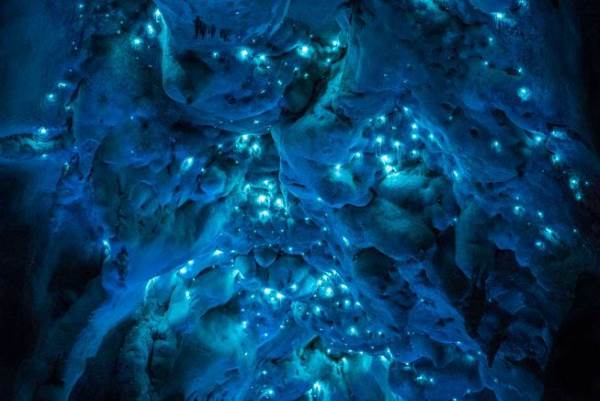 bioluminescenza nz1