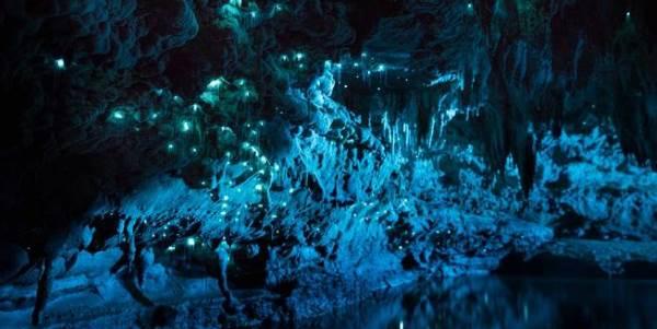 bioluminescenza-nz