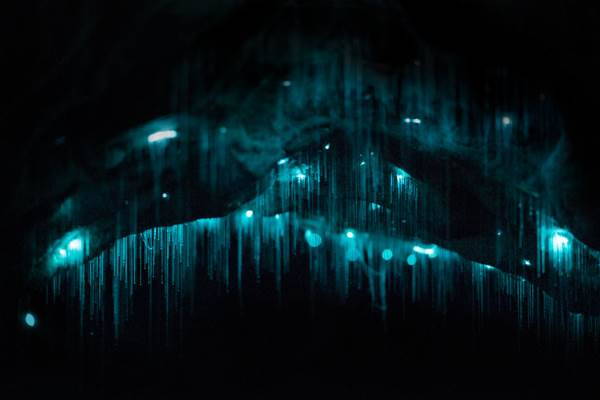 bioluminescenza nz6