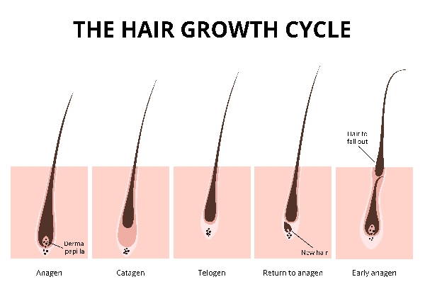 ciclo capello