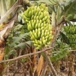 coltivazioni-banane