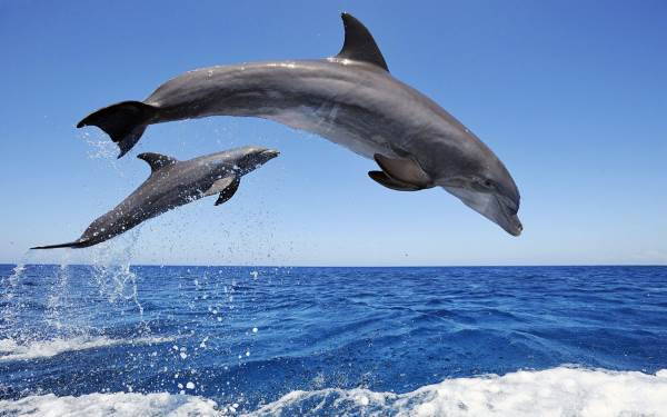 delfini e balene1