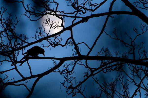 luna corvo copia