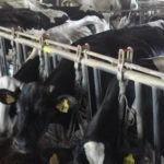 petizione-vacche
