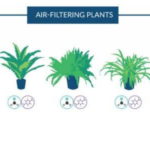 piante-antinquinamento