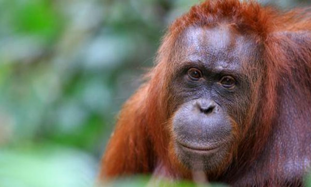 I 25 Primati A Rischio Estinzione La Lista Completa Greenme It