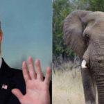 Trump elefanti