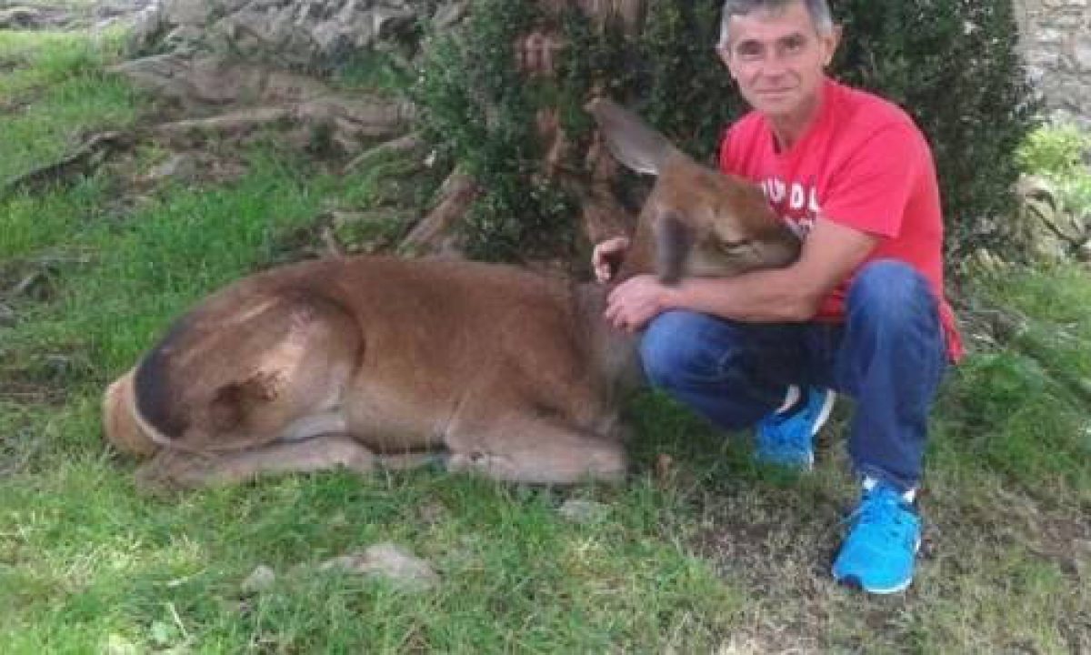 Il Cervo Che Ha Convinto Il Cacciatore A Smettere Di Uccidere Gli Animali Greenme It