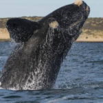 balena-franca
