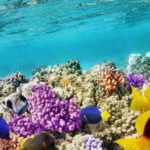 barriera corallina brasiliana